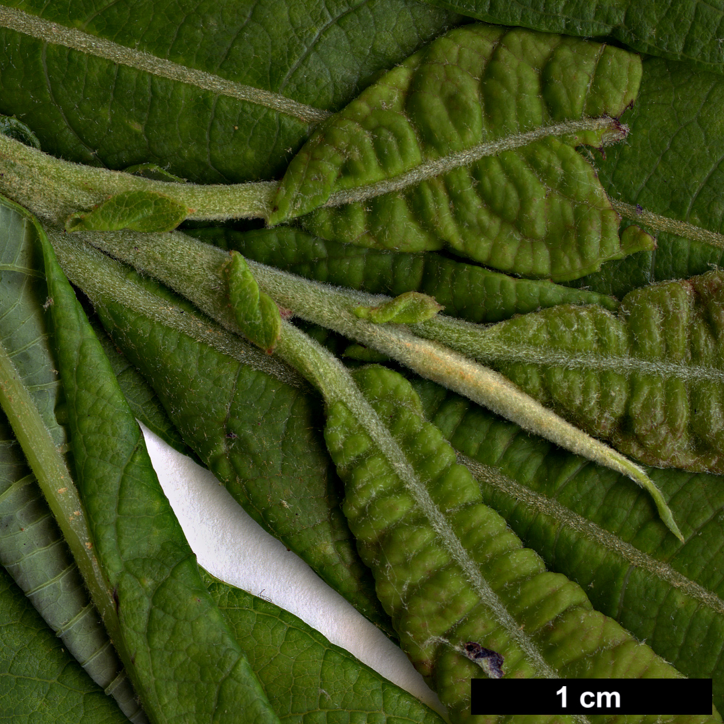 High resolution image: Family: Salicaceae - Genus: Salix - Taxon: canariensis